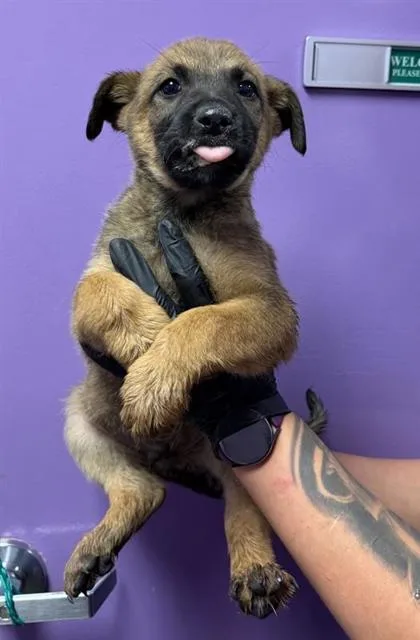 A baby small-sized male Brown / Chocolate Belgian Shepherd / Malinois dog named 60837314 for adoption in El Paso, TX