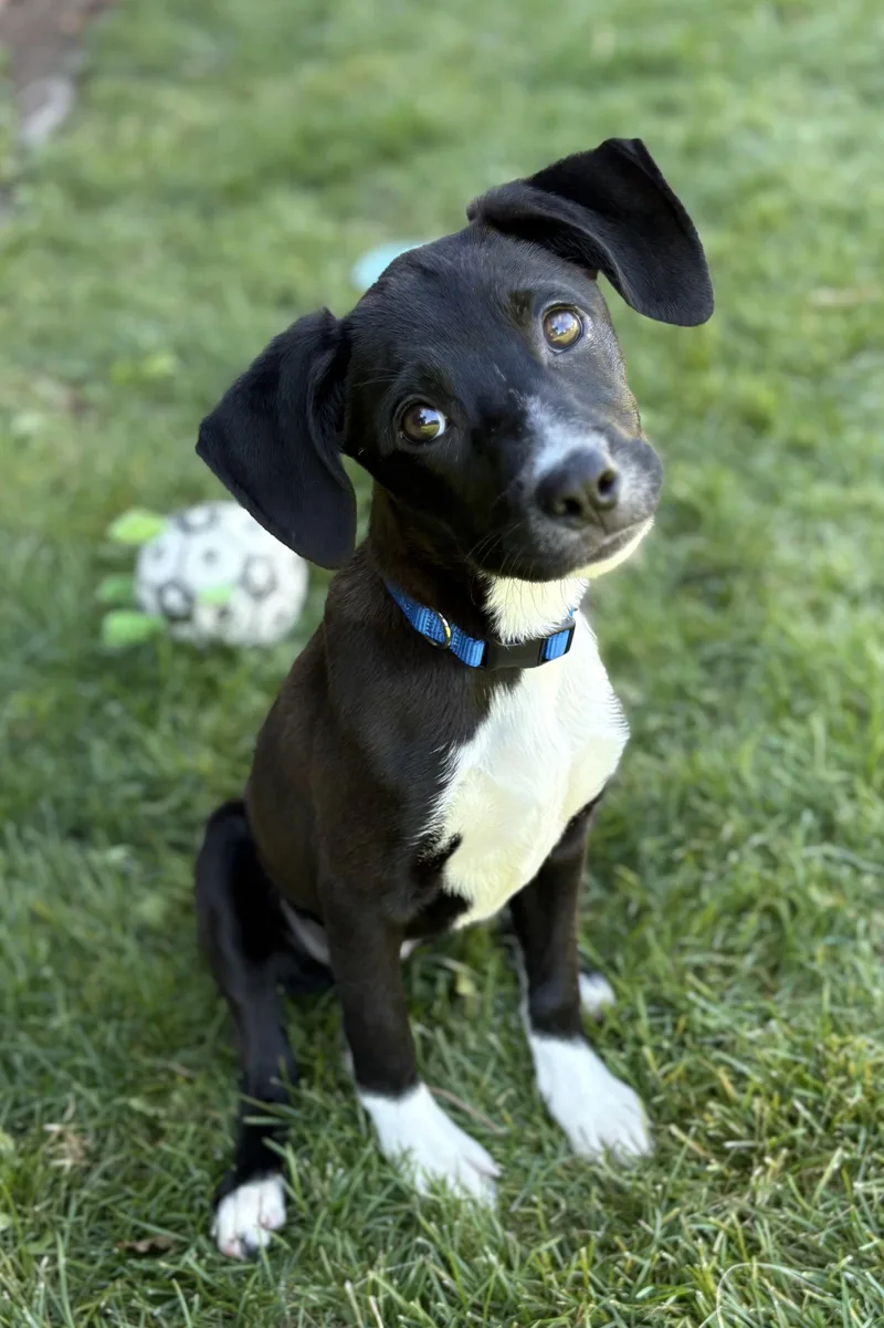 A young medium-sized female Cattle Dog named Lyvie for adoption in Salt Lake City, UT