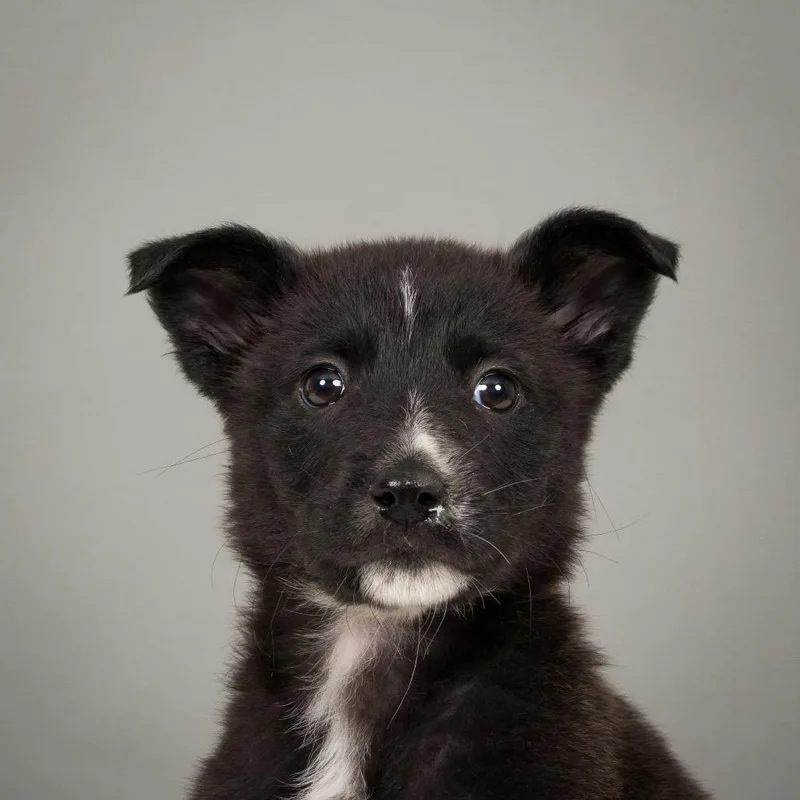 A baby small-sized female Husky dog named Bloom for adoption in Crystal, MN