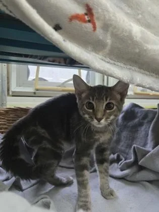A baby medium-sized male Domestic Short Hair cat named Andy for adoption in Savannah, GA