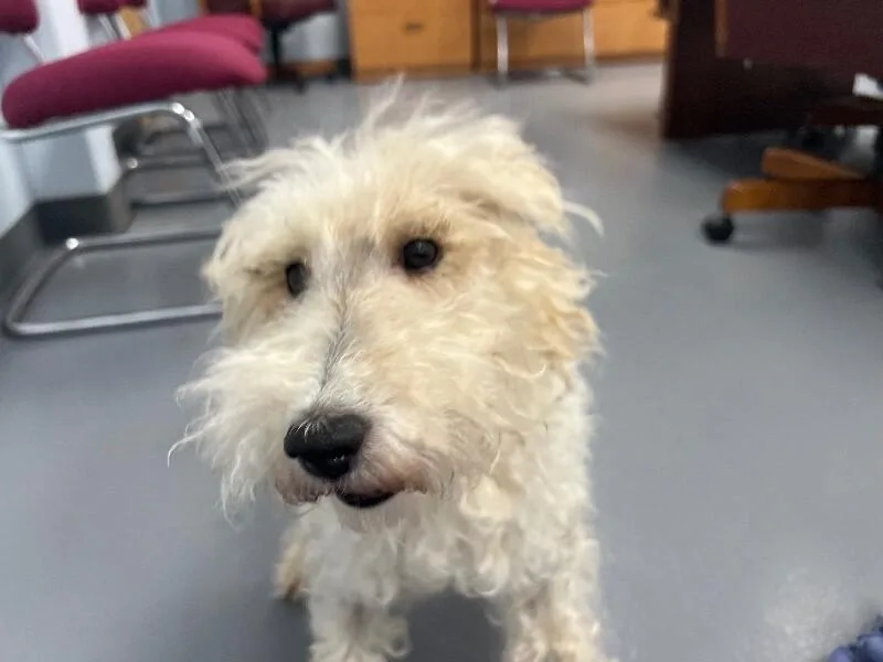 An adult small-sized female Terrier dog named Georgina for adoption in Roanoke, VA