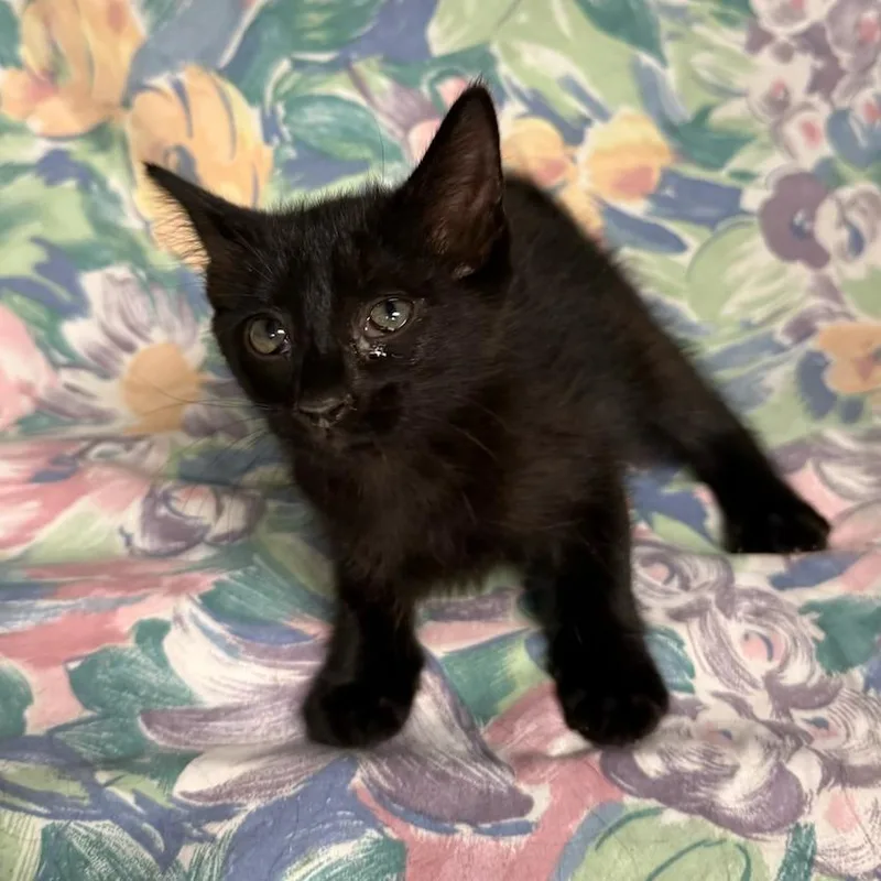 A baby small-sized female Black Domestic Short Hair cat named Whitney for adoption in Midland, TX