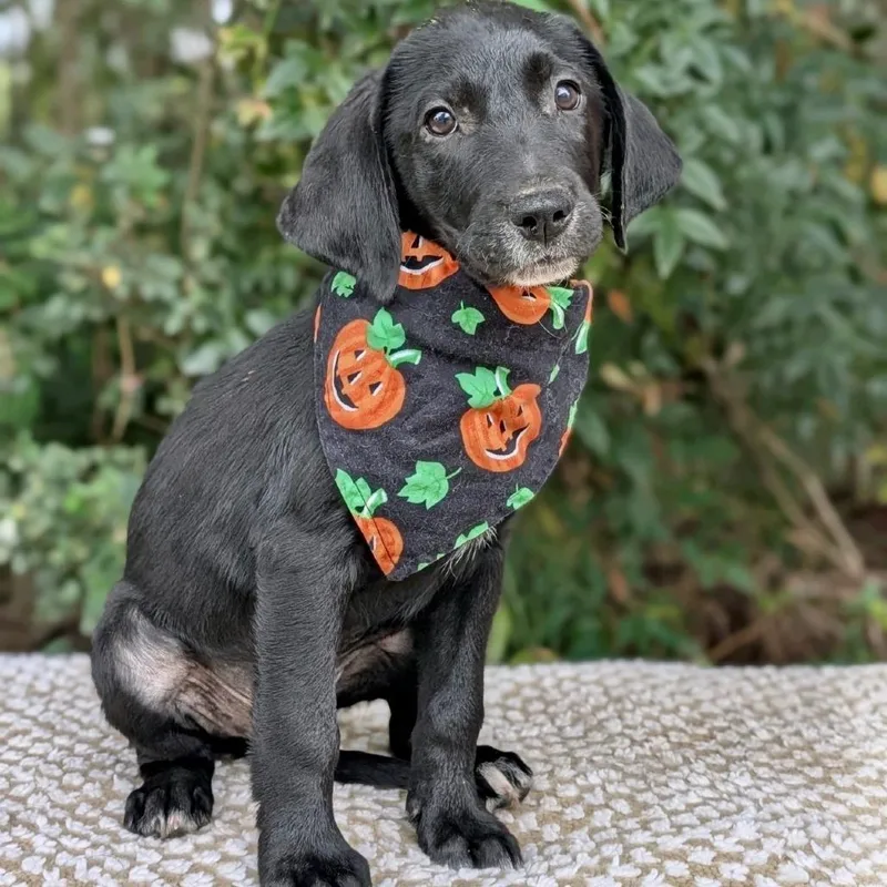 A baby small-sized male Black Labrador Retriever dog named Butternard for adoption in Tyrone, GA