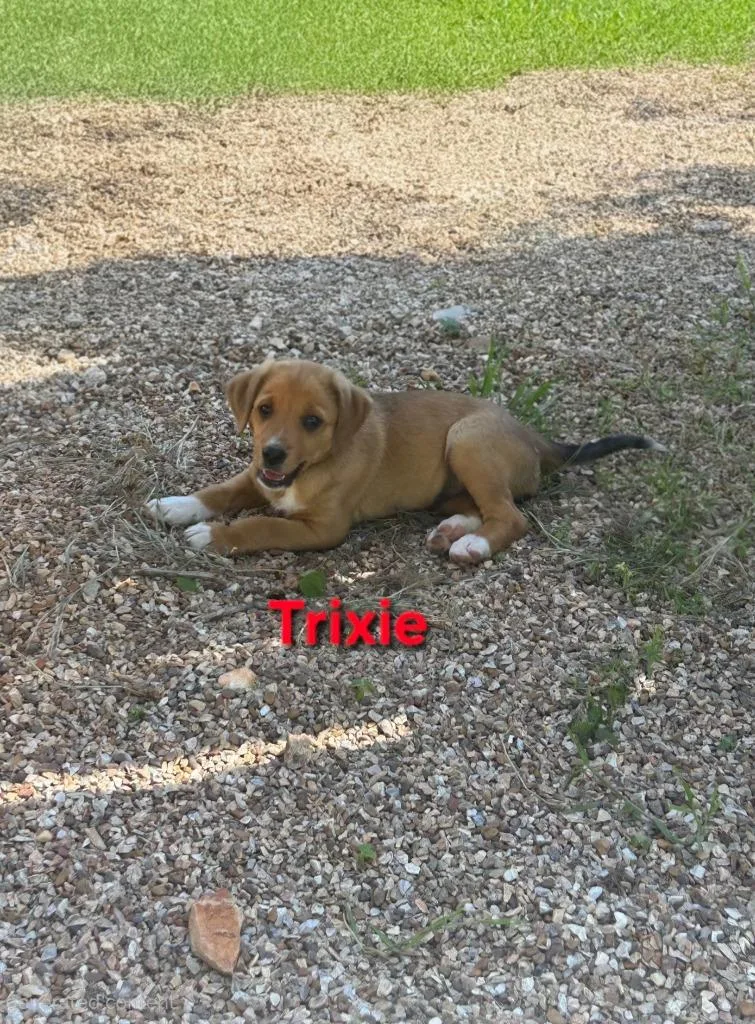 A baby small-sized female Beagle dog named Trixie for adoption in Crocker, MO