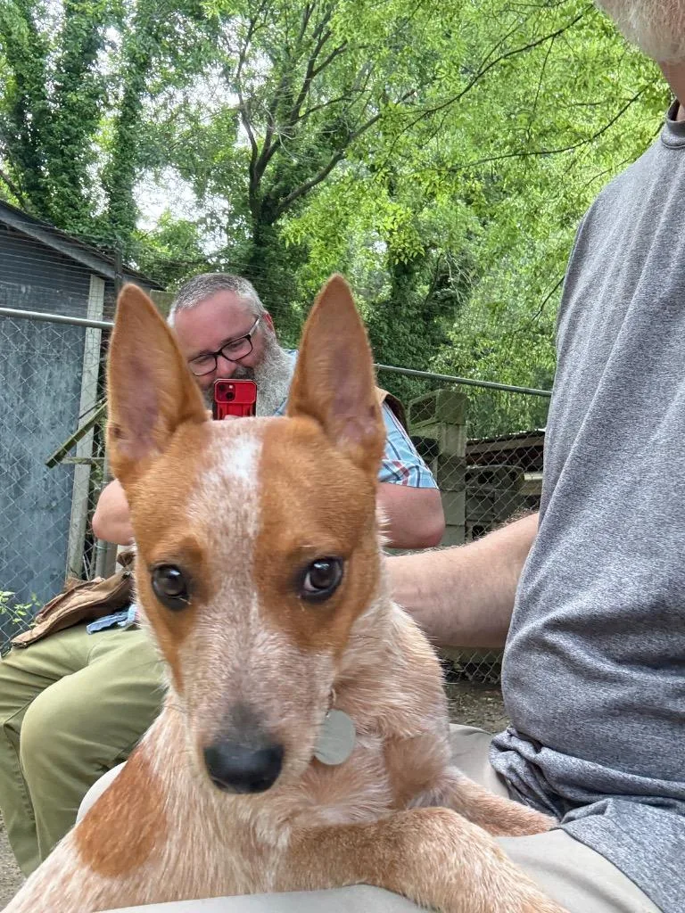A baby small-sized female Australian Cattle Dog / Blue Heeler dog named Cinnamon for adoption in Hampton, VA