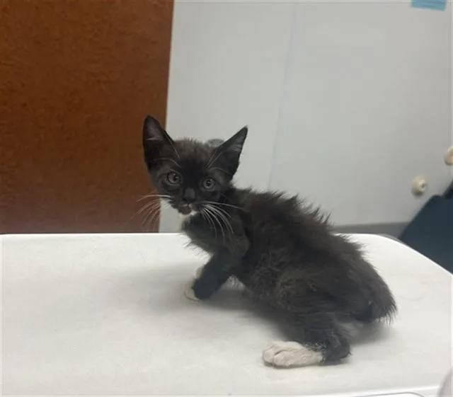 A baby small-sized male Domestic Short Hair cat named Unknown for adoption in Rancho Cucamonga, CA
