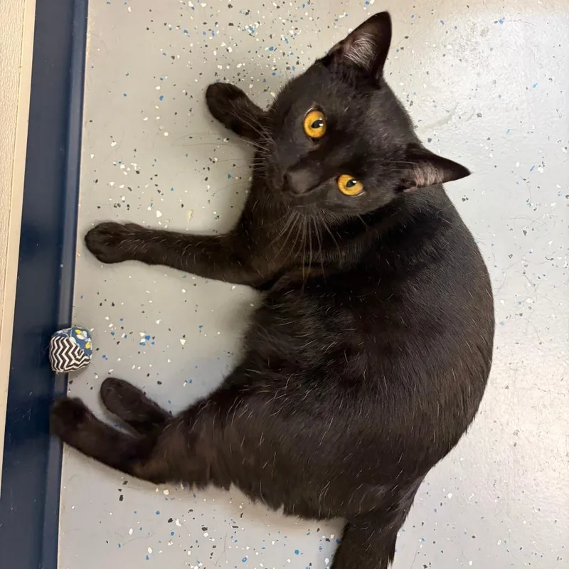 An adult large-sized male Black Domestic Short Hair cat named Speckles for adoption in Morrisville, VT