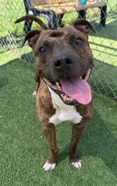 An adult large-sized male Mixed Breed dog named Outlaw for adoption in Columbia, SC