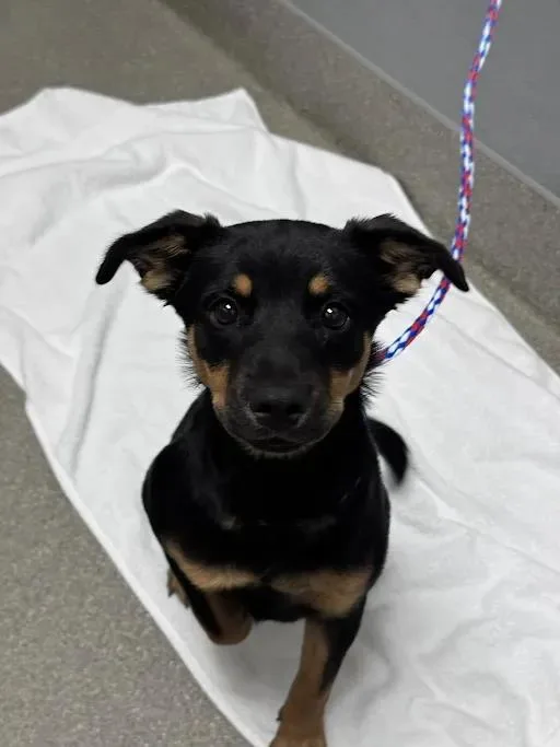 A baby small-sized female Rottweiler dog named Smooches for adoption in Las Vegas, NV