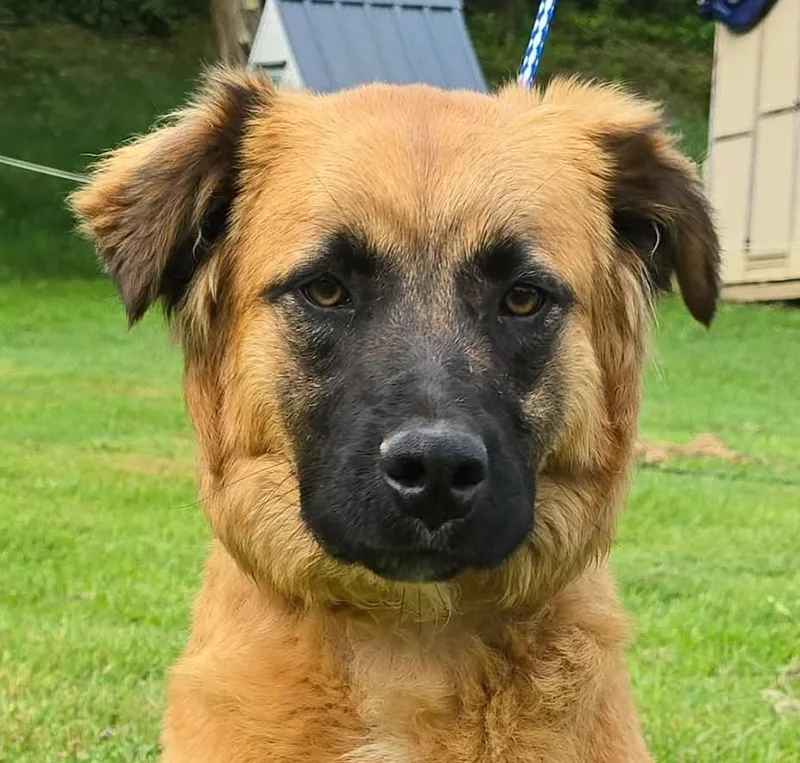 A young medium-sized female Bicolor Leonberger dog named Nashua for adoption in Newport, TN