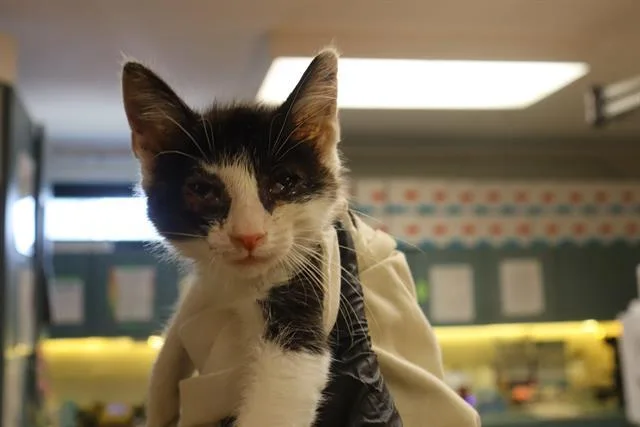 A baby small-sized female Domestic Short Hair cat named Cinnamon for adoption in Columbia, SC