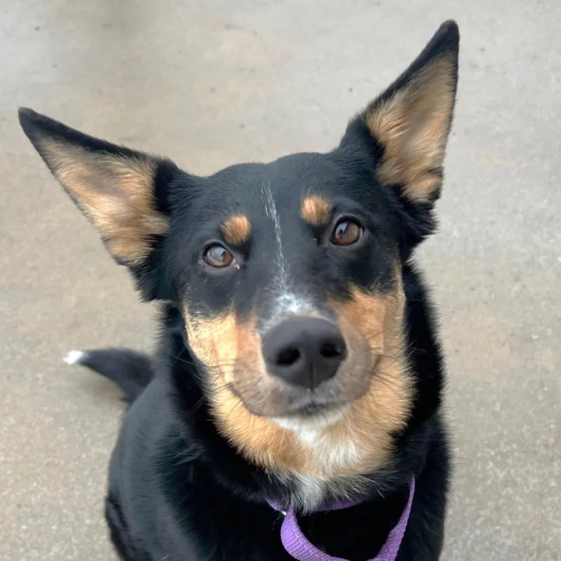 A young medium-sized male Mixed Breed dog named Baxter for adoption in Spooner, WI