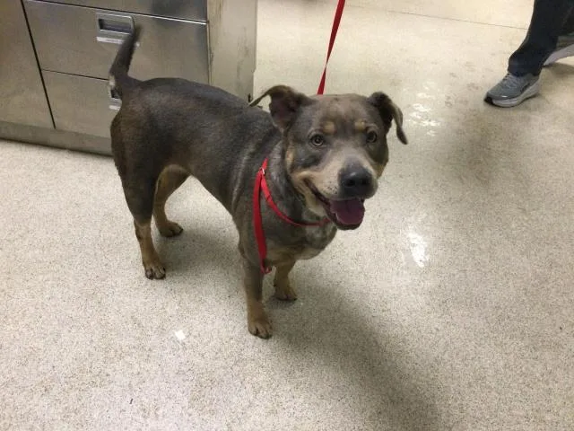 An adult medium-sized female Pit Bull Terrier dog named Patches for adoption in Riverside, CA