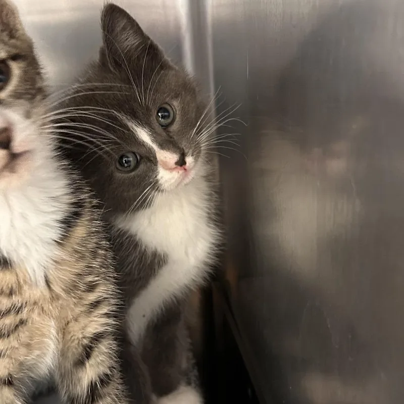 A baby small-sized male Gray / Blue / Silver Domestic Short Hair cat named Graphite for adoption in Birdsboro, PA