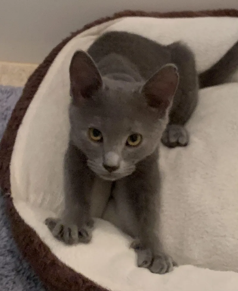 A baby small-sized female Domestic Short Hair cat named Deja for adoption in Gilbert, AZ