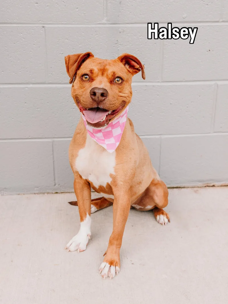 An adult medium-sized female Golden Terrier dog named Halsey for adoption in Lancaster, SC