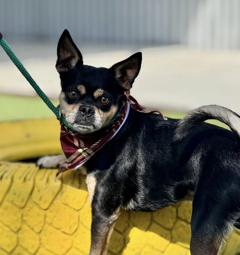 An adult small-sized male Black Pug dog named Beetle  I'm A for adoption in Hondo, TX