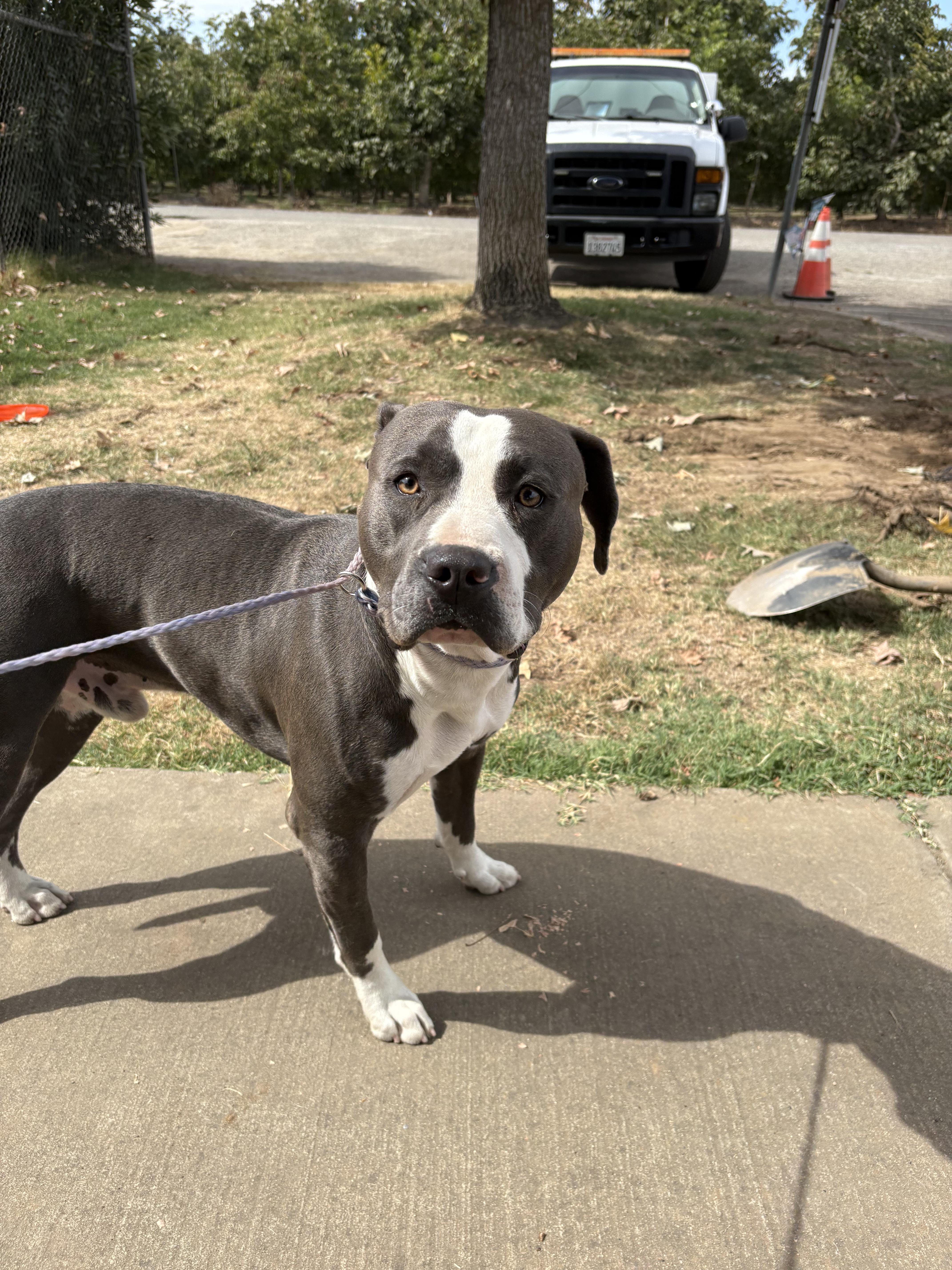 An adult large-sized male Gray / Blue / Silver American Bully dog named Stan for adoption in Oakdale, CA