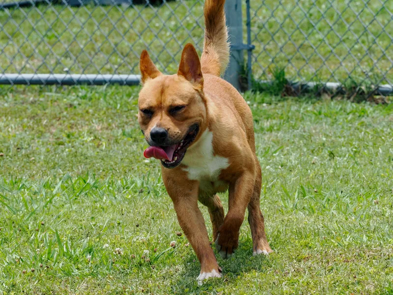 A young medium-sized male Golden Mixed Breed dog named Murphy for adoption in Myrtle Beach, SC