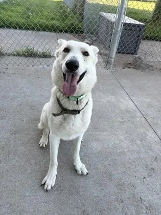 An adult large-sized male White German Shepherd dog named Zuko for adoption in Beatrice, NE