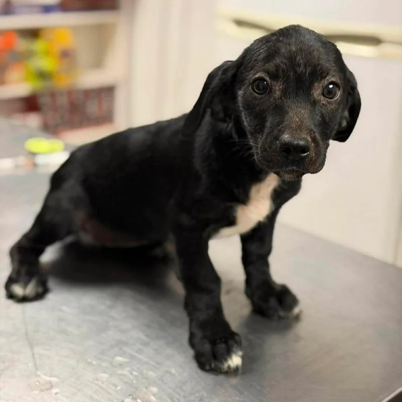 A baby small-sized female Black Mixed Breed dog named Jess for adoption in Buffalo, MN