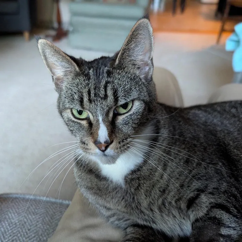 An adult medium-sized female Domestic Short Hair cat named Finnea for adoption in Candler, NC