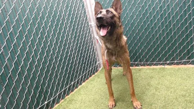 A young medium-sized female German Shepherd Dog dog named Samantha for adoption in Downey, CA