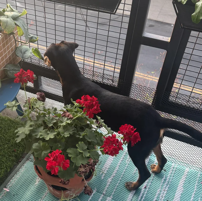 A baby small-sized female Bicolor Manchester Terrier dog named Mj for adoption in Brooklyn, NY