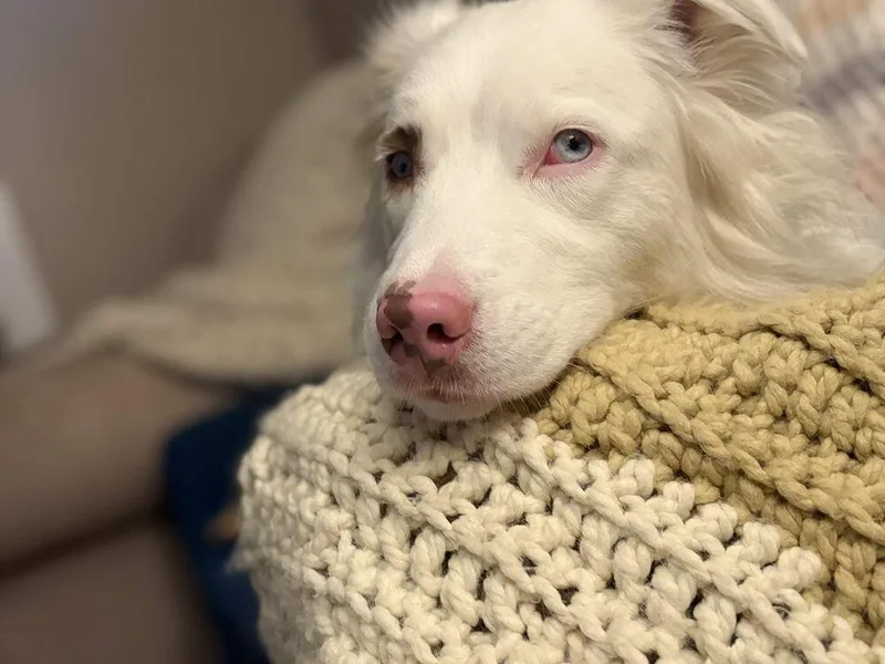 An adult medium-sized female White / Cream Australian Shepherd dog named Sansa for adoption in Ontario, CA