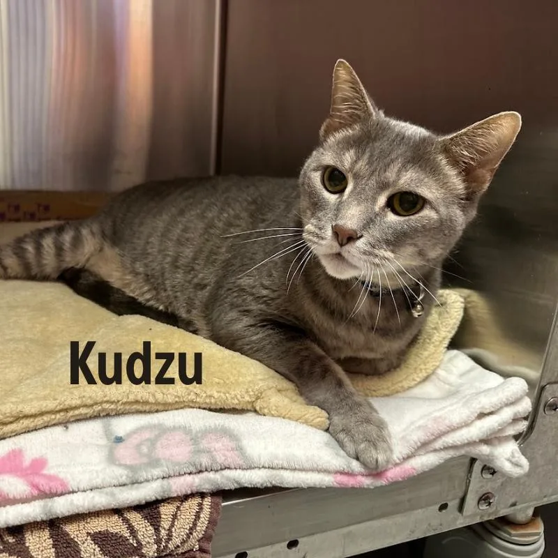 A senior large-sized male Gray / Blue / Silver American Shorthair cat named Kudzu for adoption in Oak Ridge, TN