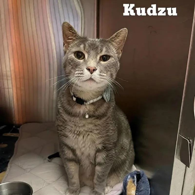 Kudzu thumbnail 2