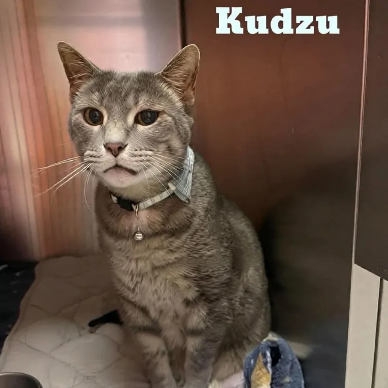 Kudzu thumbnail 4
