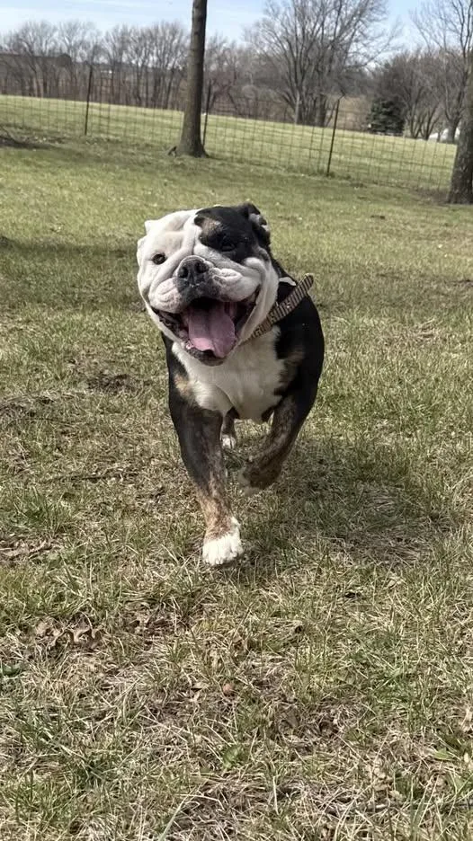 An adult medium-sized female English Bulldog dog named Mazie for adoption in Smithville, MO
