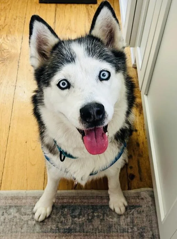 A senior medium-sized female Siberian Husky dog named Mia for adoption in Santa Maria, CA