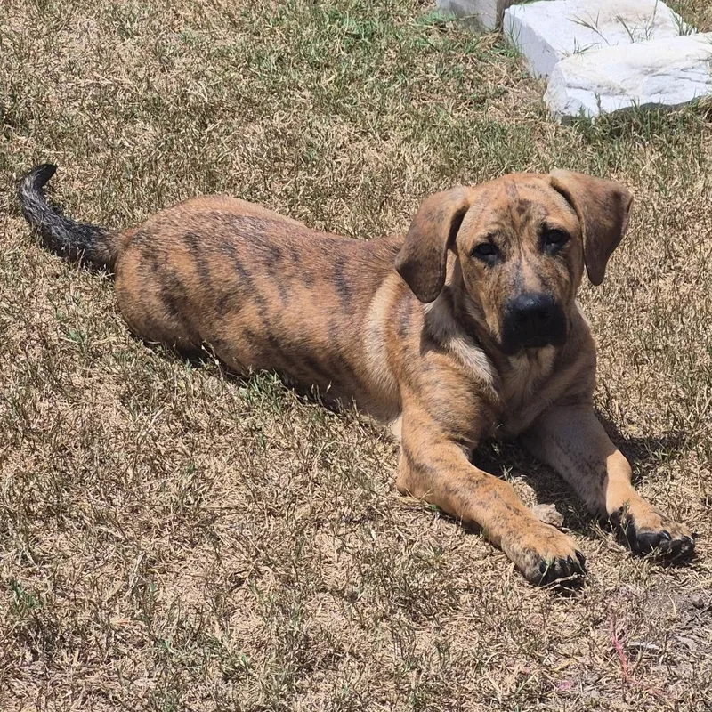 A baby medium-sized male Brindle Basset Hound dog named Rusty for adoption in CORPUS CHRISTI, TX
