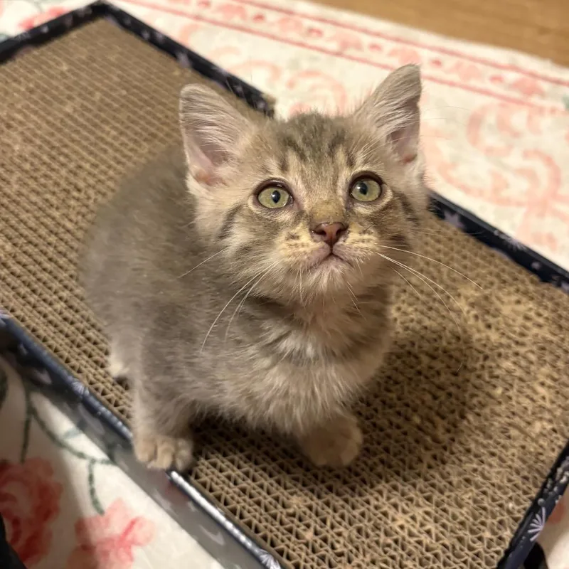 A baby small-sized male Gray / Blue / Silver Domestic Short Hair cat named Inigo MontoyaCA for adoption in Tallahassee, FL
