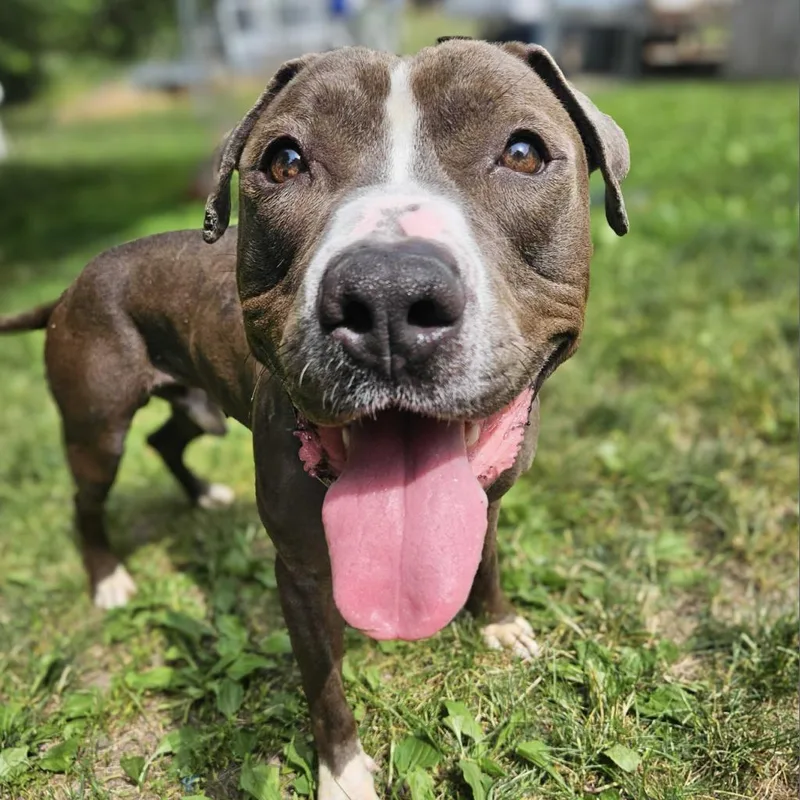 Chocolate Latte thumbnail 2