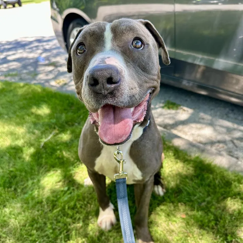 Chocolate Latte thumbnail 3