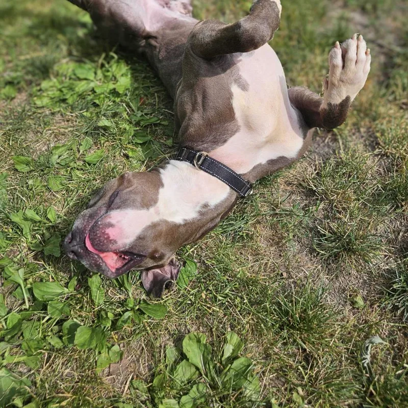 Chocolate Latte thumbnail 5