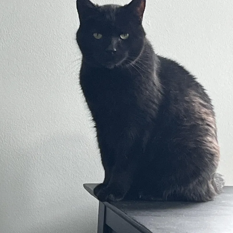 Bella Bean