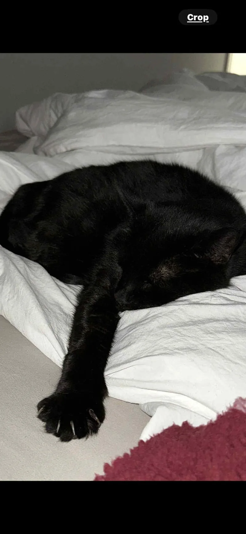 Bella Bean thumbnail 2