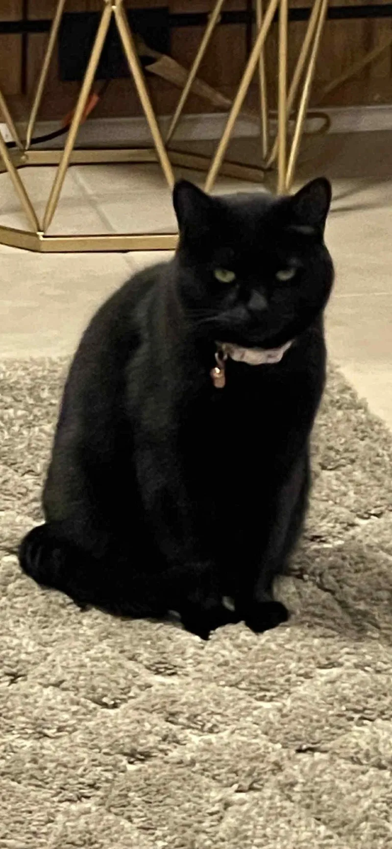 Bella Bean thumbnail 6