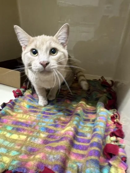 An adult medium-sized male Domestic Short Hair cat named Theo for adoption in Pequot Lakes, MN