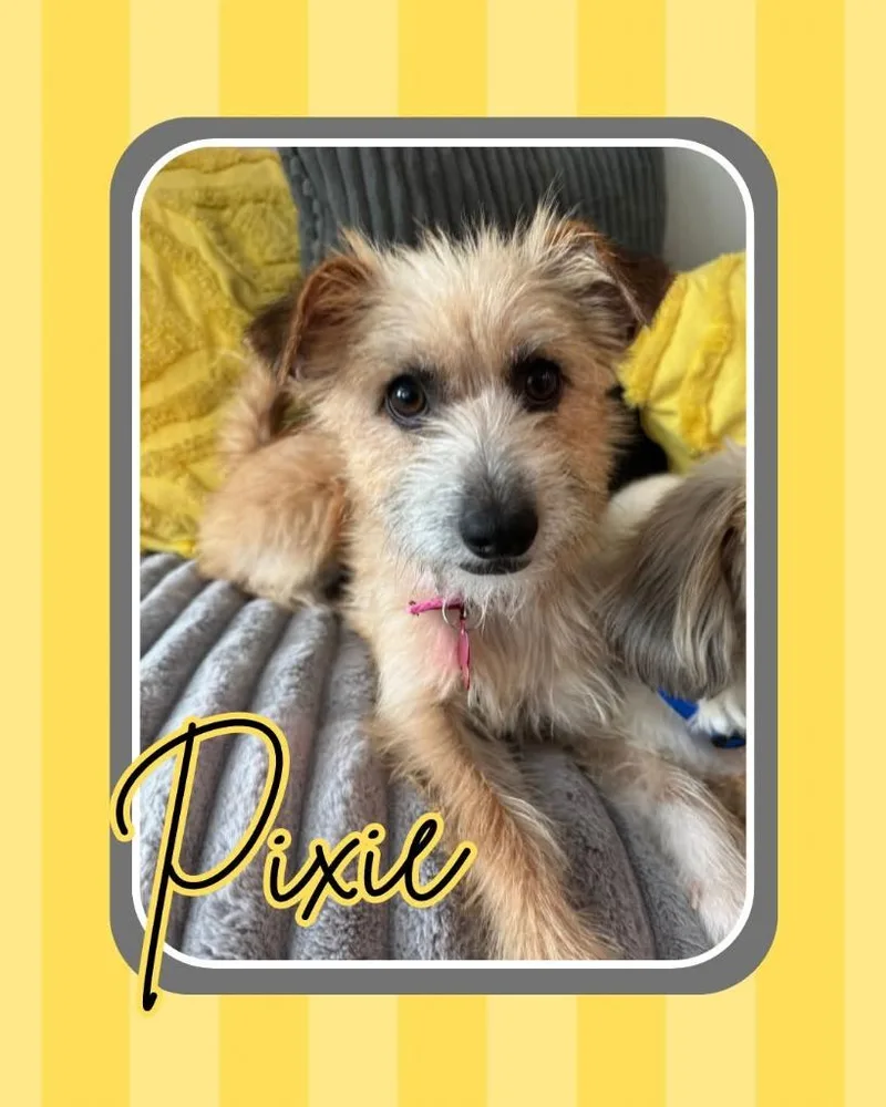 A baby small-sized female Terrier dog named Pixie for adoption in Mesa, AZ