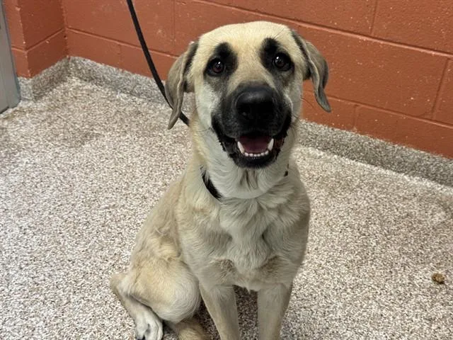 Nala