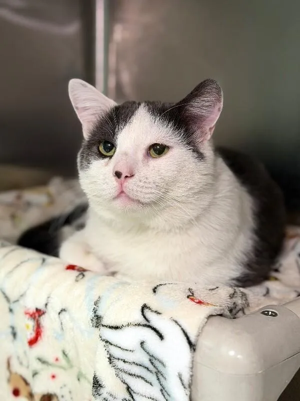 An adult medium-sized male Domestic Short Hair cat named Fishstick for adoption in Fruit Heights, UT