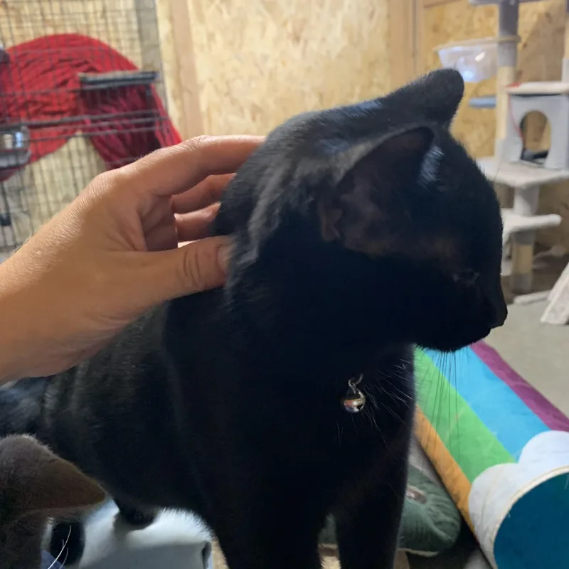 A baby medium-sized male Black Domestic Short Hair cat named Kevin for adoption in Ludington, MI