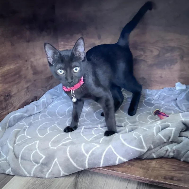 A baby small-sized male Black Domestic Short Hair cat named Abaddon for adoption in Bastrop, TX