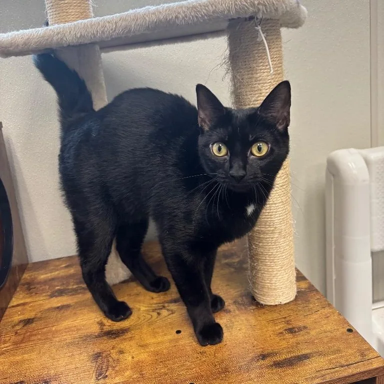 A baby medium-sized female Domestic Short Hair cat named Jade for adoption in Fall River, MA