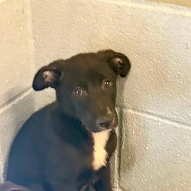 A baby small-sized female Black Shepherd dog named Tara for adoption in Austin, TX